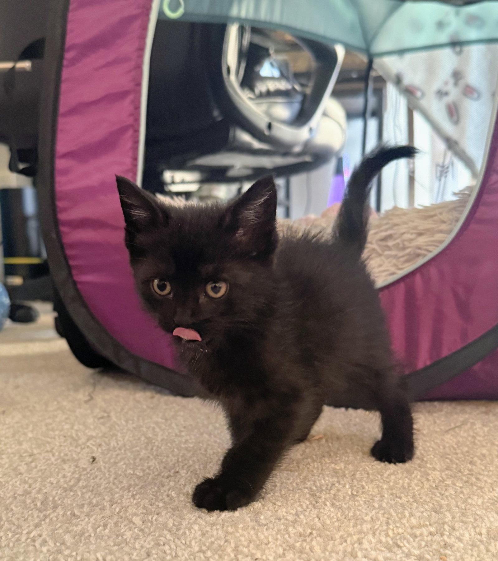 Alucard Kitten, a Adopted Domestic Medium Hair in Allentown, PA image 2/2