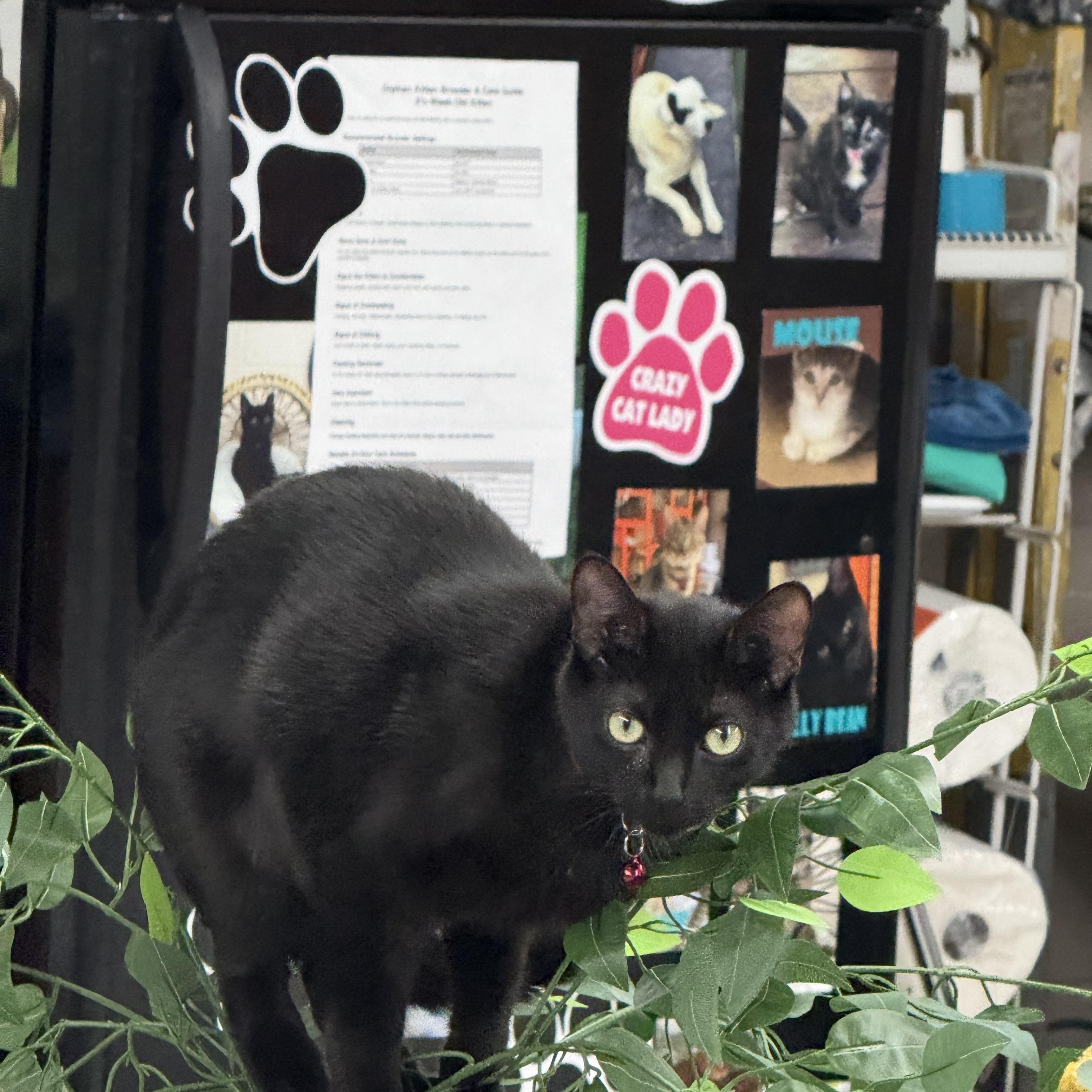 Enlarge Beaz, a Adoptable Domestic Short Hair in Lebanon, KY image 3/5