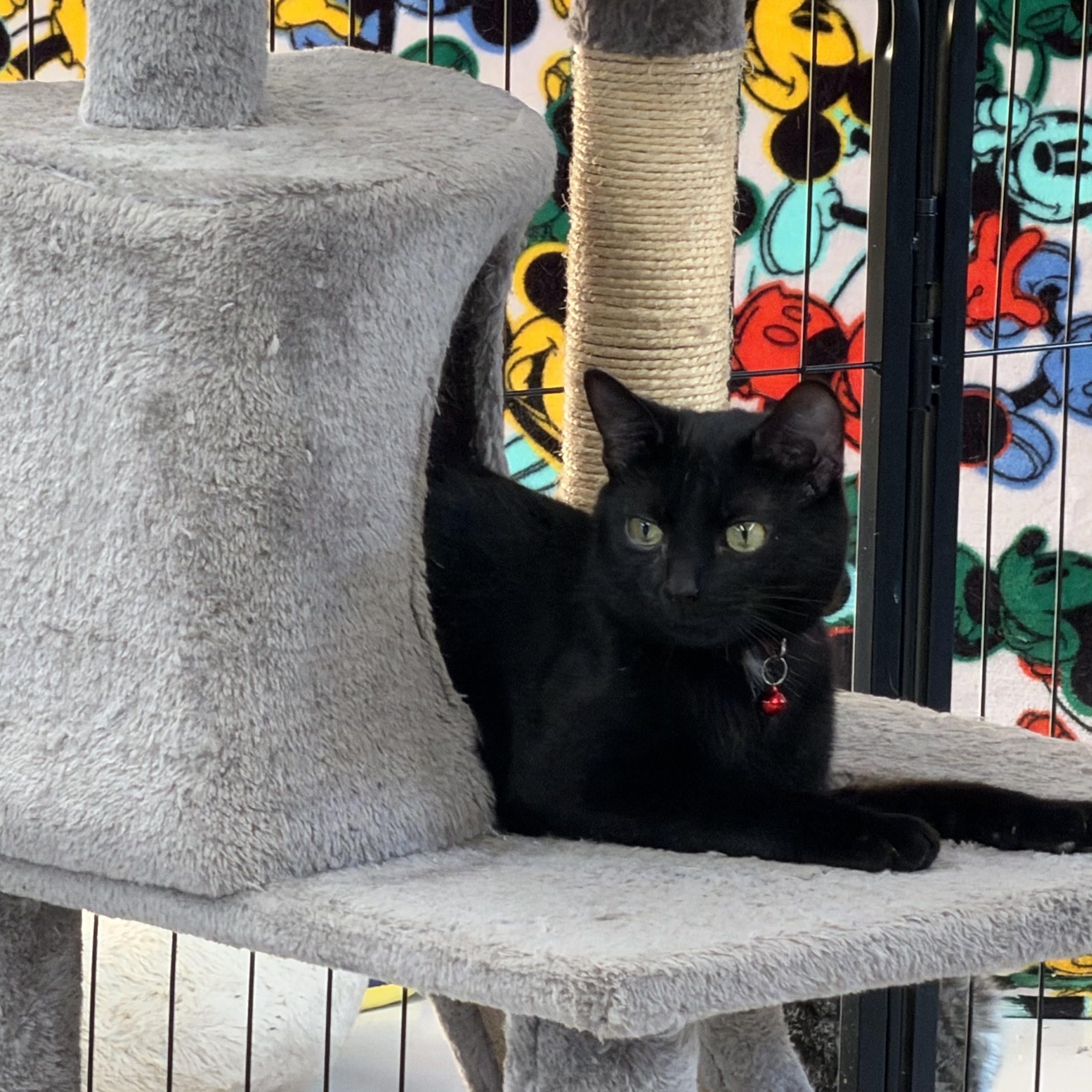 Enlarge Beaz, a Adoptable Domestic Short Hair in Lebanon, KY image 1/5