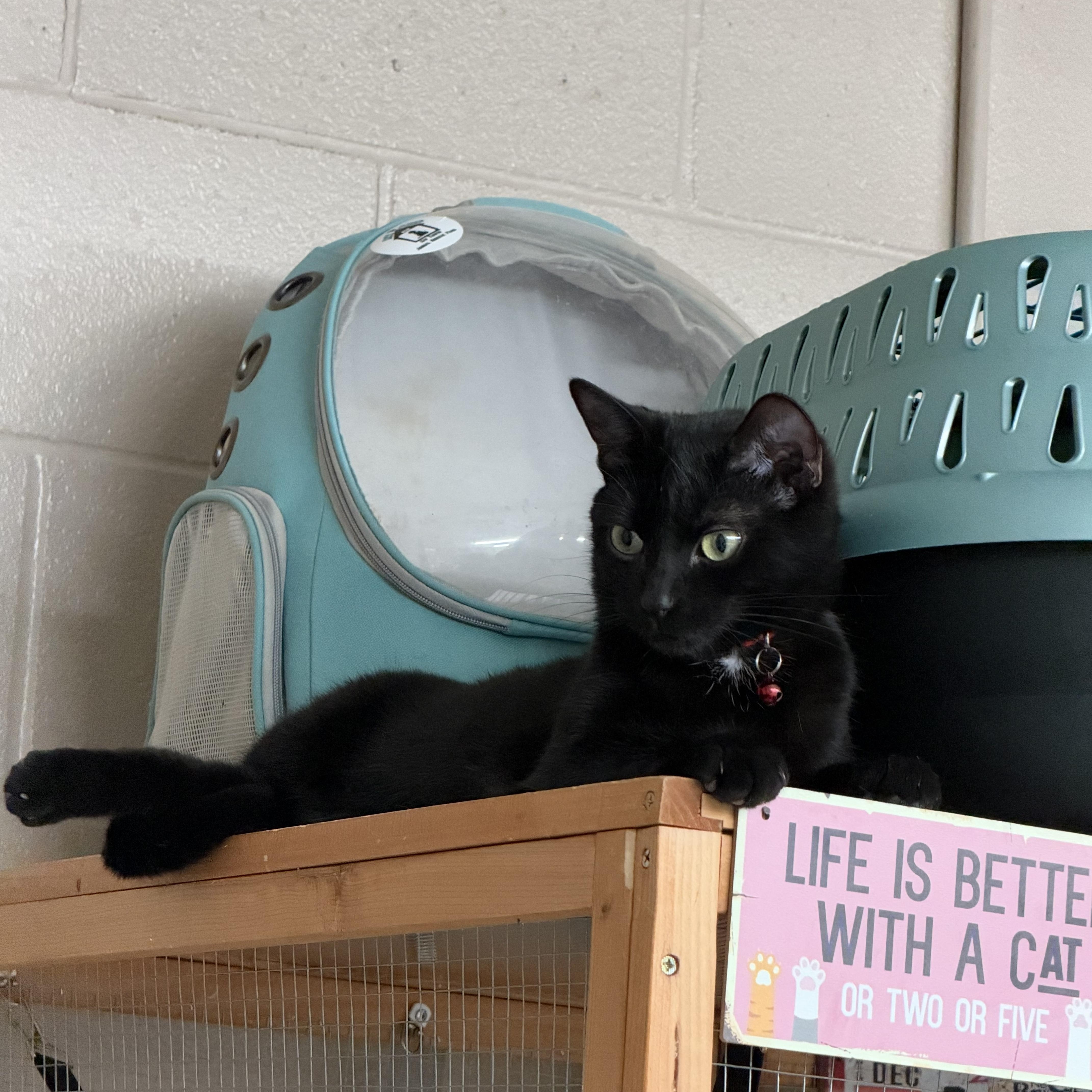 Enlarge Beaz, a Adoptable Domestic Short Hair in Lebanon, KY image 2/5