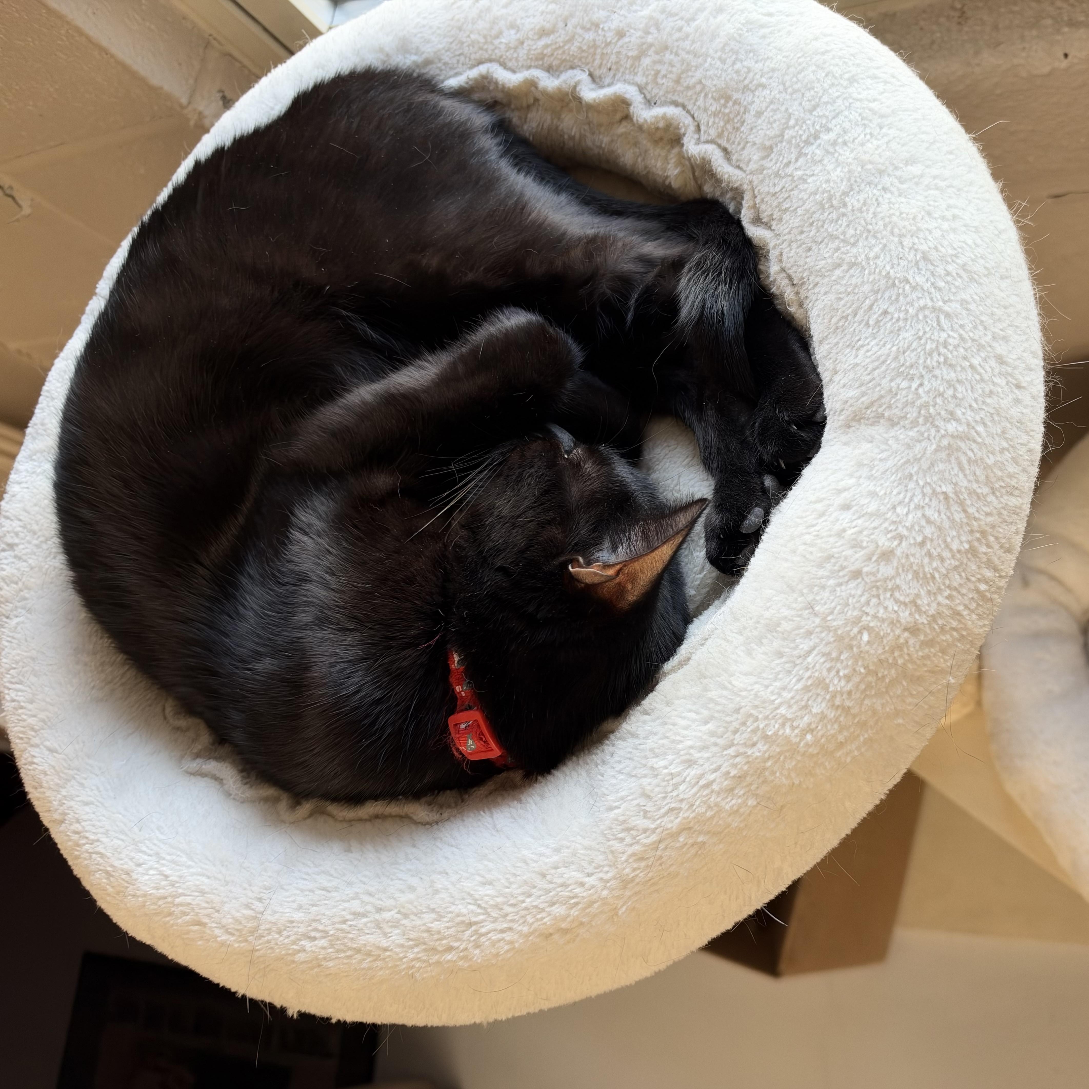 Enlarge Beaz, a Adoptable Domestic Short Hair in Lebanon, KY image 5/5