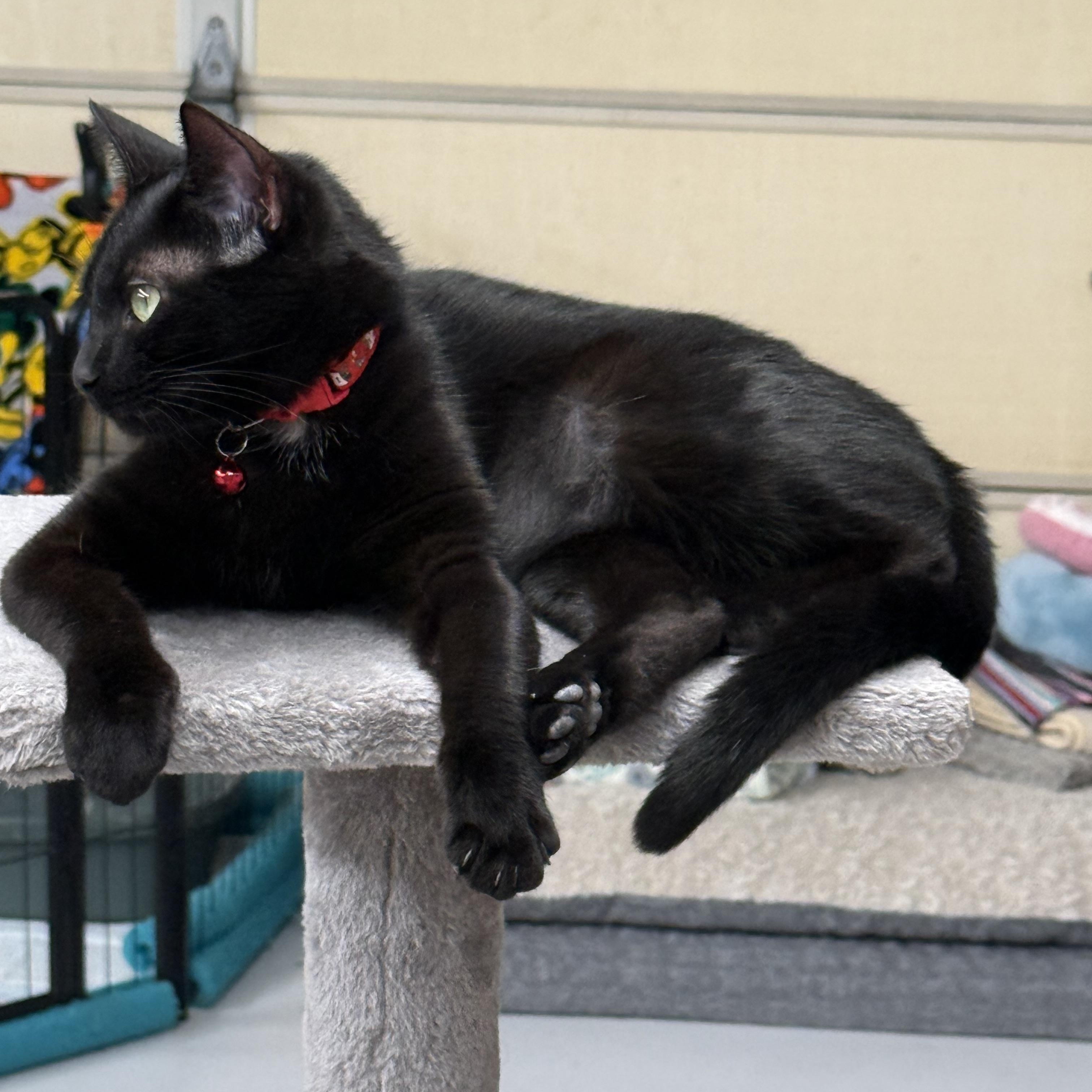Enlarge Beaz, a Adoptable Domestic Short Hair in Lebanon, KY image 4/5