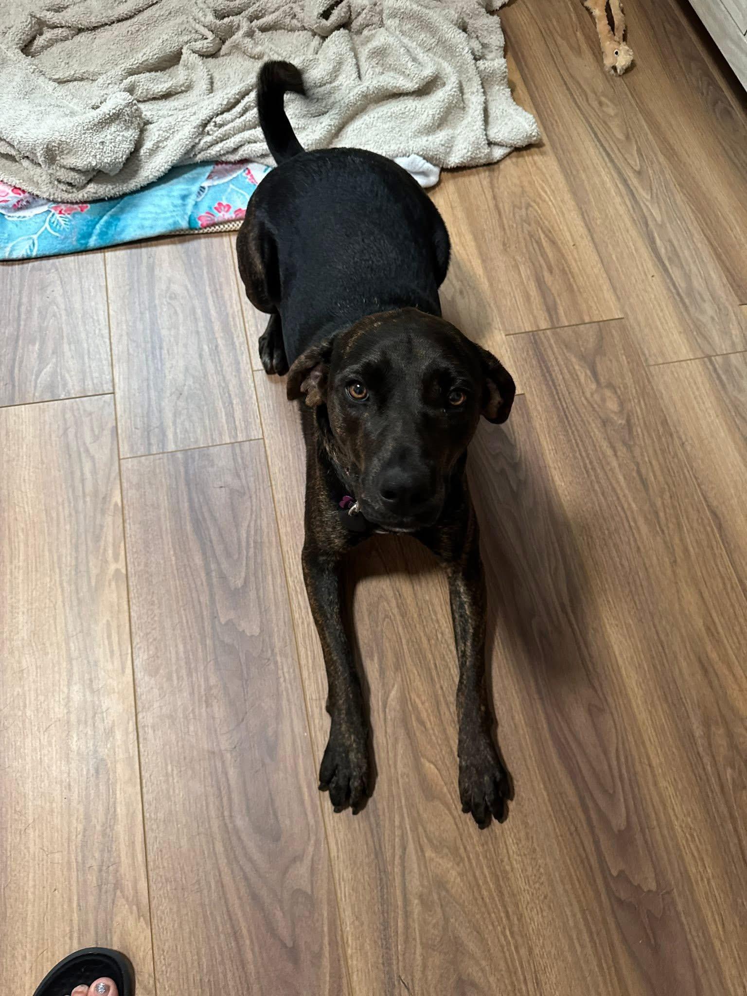 Ophelia, a Adoptable mixed breed in Milford, OH image 2/4