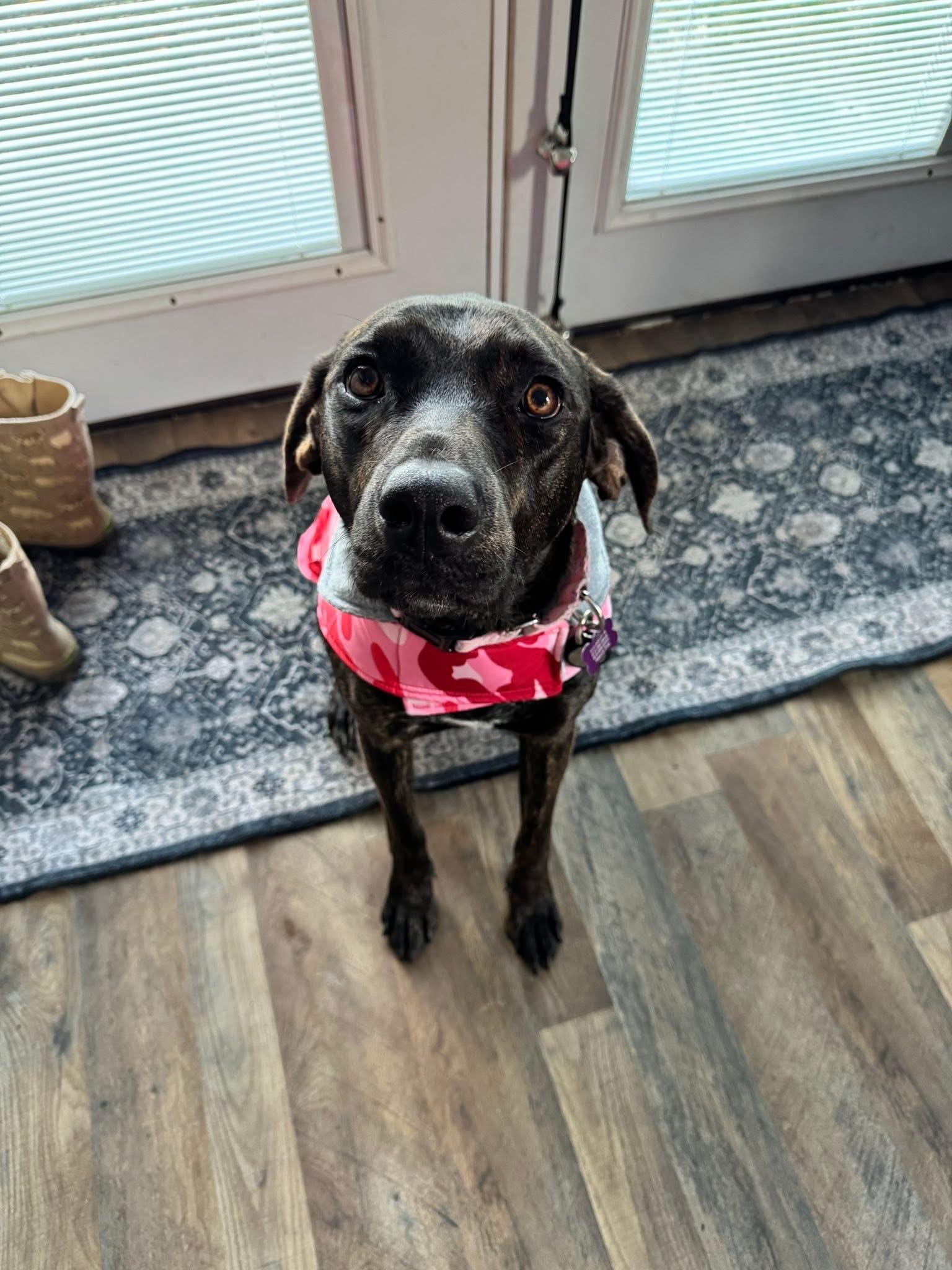 Ophelia, Adoptable, Young Female Bloodhound & Rottweiler.
