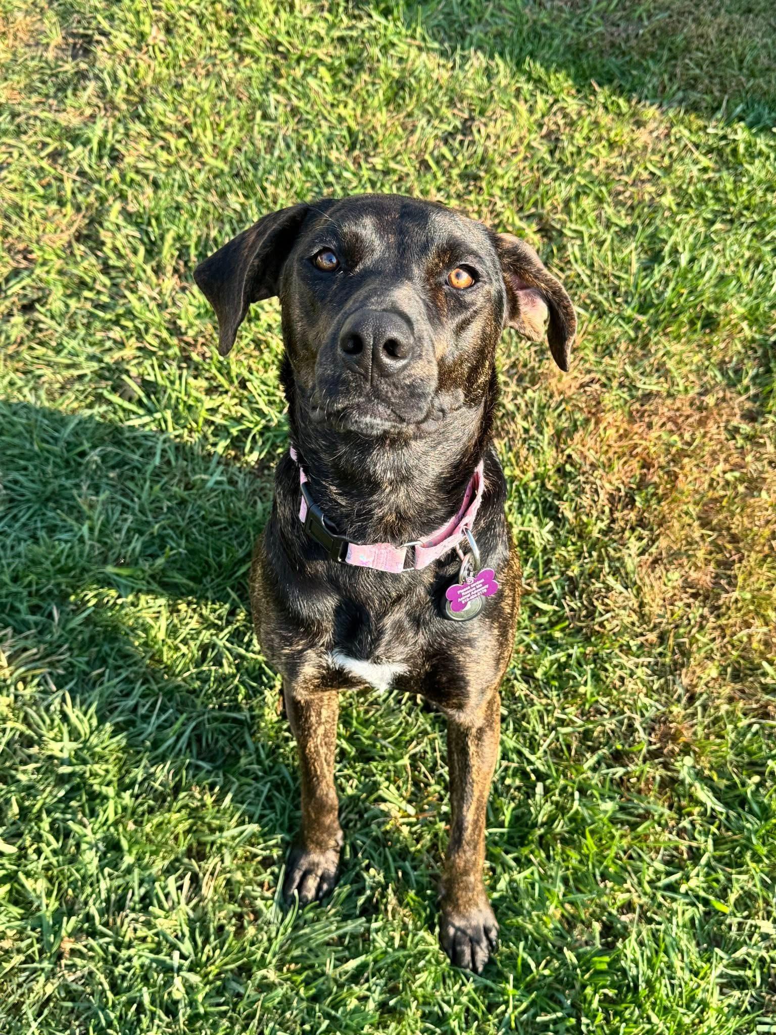 Ophelia, an adoptable Bloodhound, Rottweiler in Milford, OH, 45150 | Photo Image 4