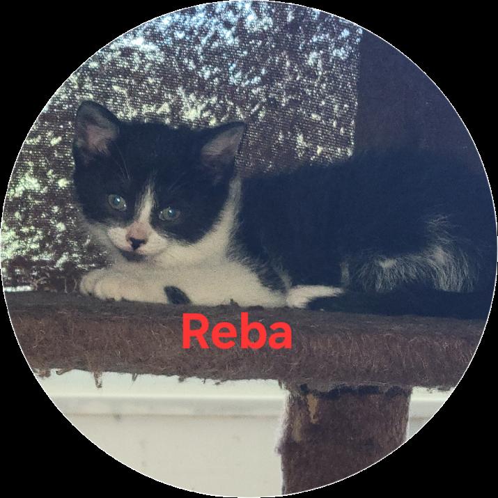 Reba, Adoptable, Kitten Female Domestic Short Hair.
