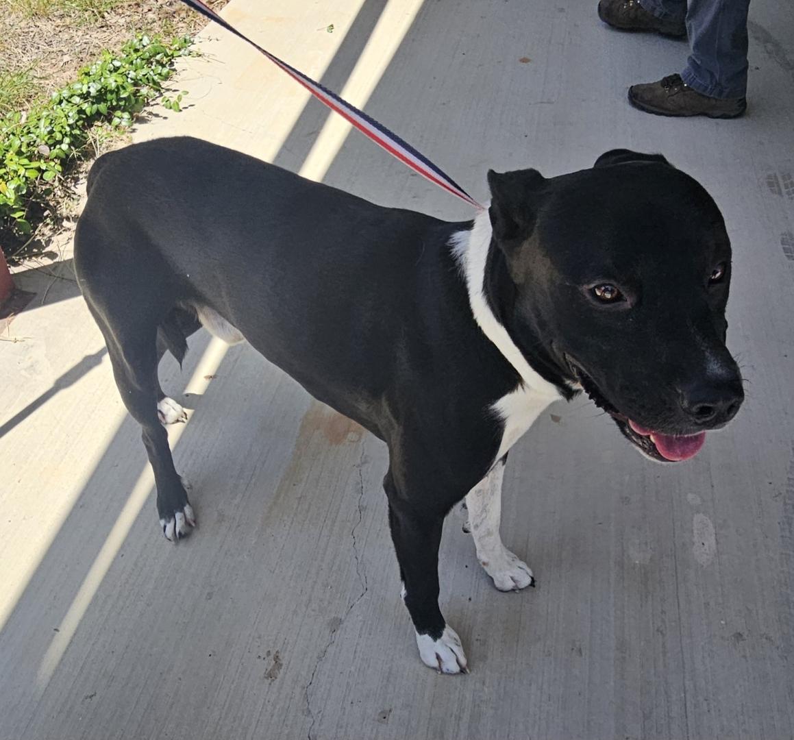 Tuxedo, Adoptable, Adult Male Staffordshire Bull Terrier.