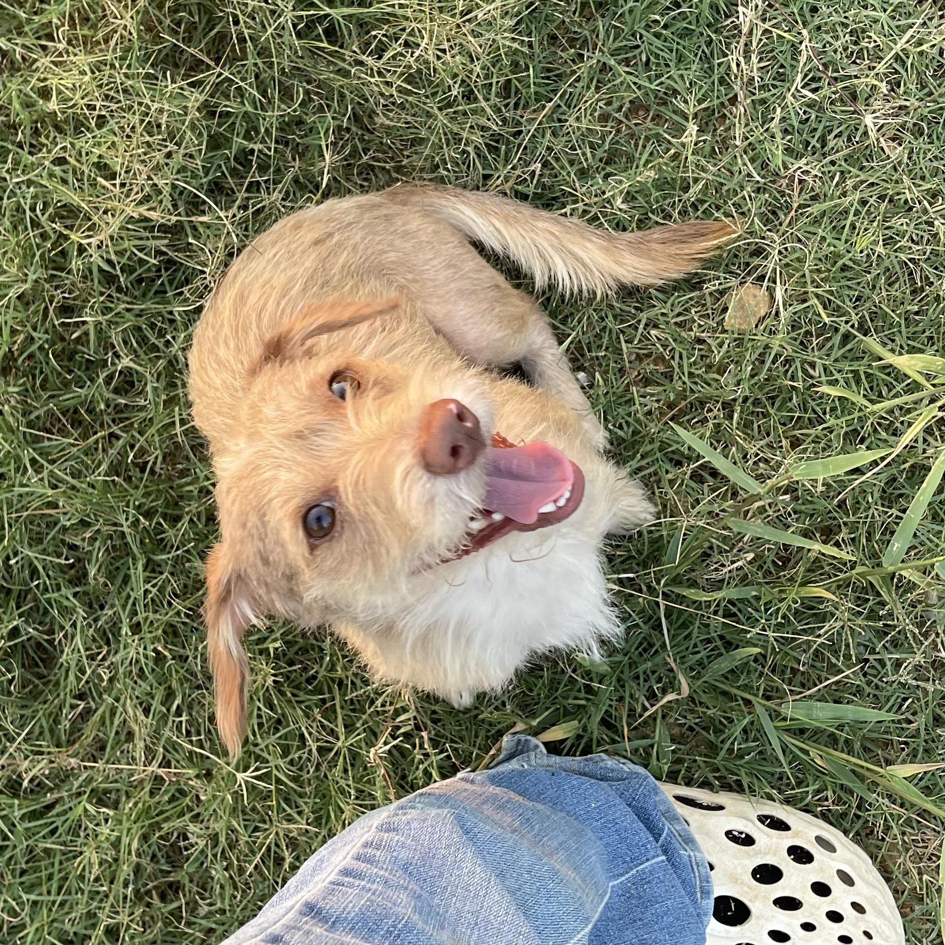 Enlarge Sonny, an adopted mixed breed in Belle Plaine, MN image 5/6