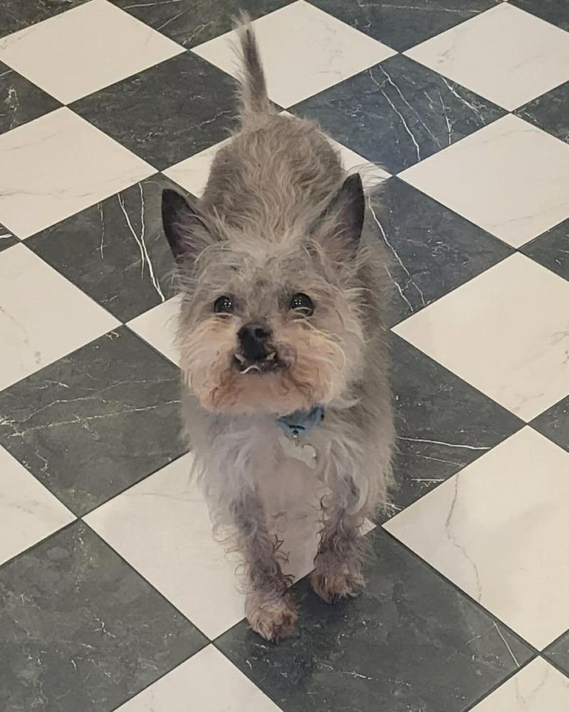 Vinnie, Adoptable, Senior Male Terrier.