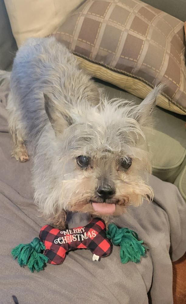 Vinnie, a Adoptable mixed breed in Rathdrum, ID image 2/6