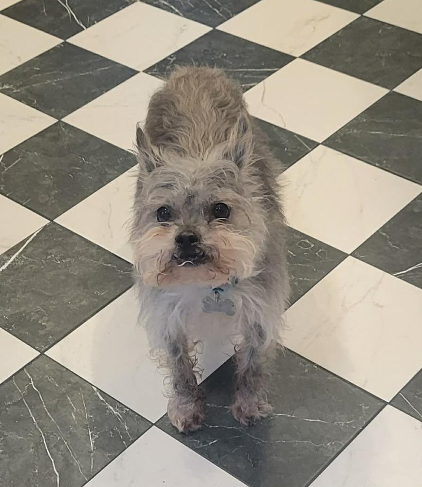 Vinnie, a Adoptable mixed breed in Rathdrum, ID image 4/6