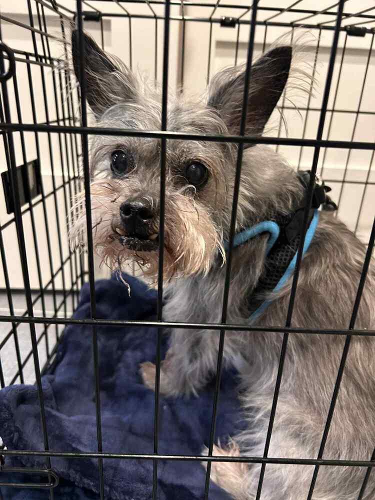 Vinnie, a Adoptable mixed breed in Rathdrum, ID image 5/6