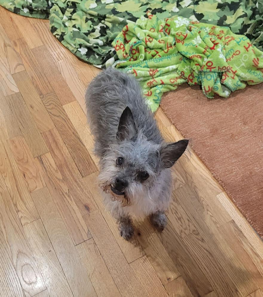 Vinnie, a Adoptable mixed breed in Rathdrum, ID image 6/6