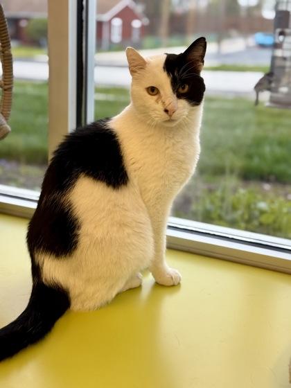 Enlarge Mr. Boss, a ADOPTABLE Domestic Short Hair in Downers Grove, IL image 3/3