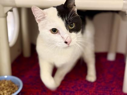 Enlarge Mr. Boss, a ADOPTABLE Domestic Short Hair in Downers Grove, IL image 1/3