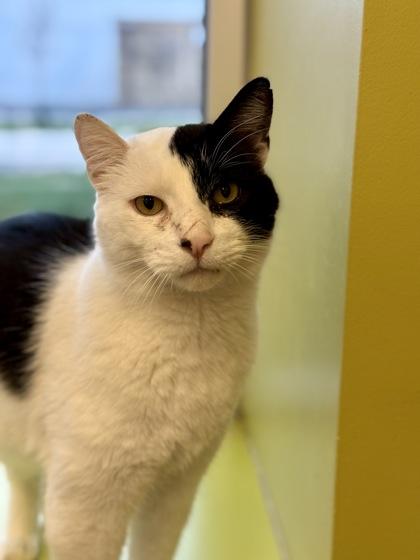Enlarge Mr. Boss, a ADOPTABLE Domestic Short Hair in Downers Grove, IL image 2/3