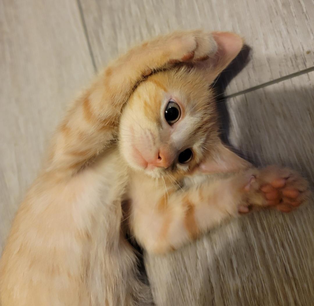 Suds, Adopted, Kitten Male American Shorthair.