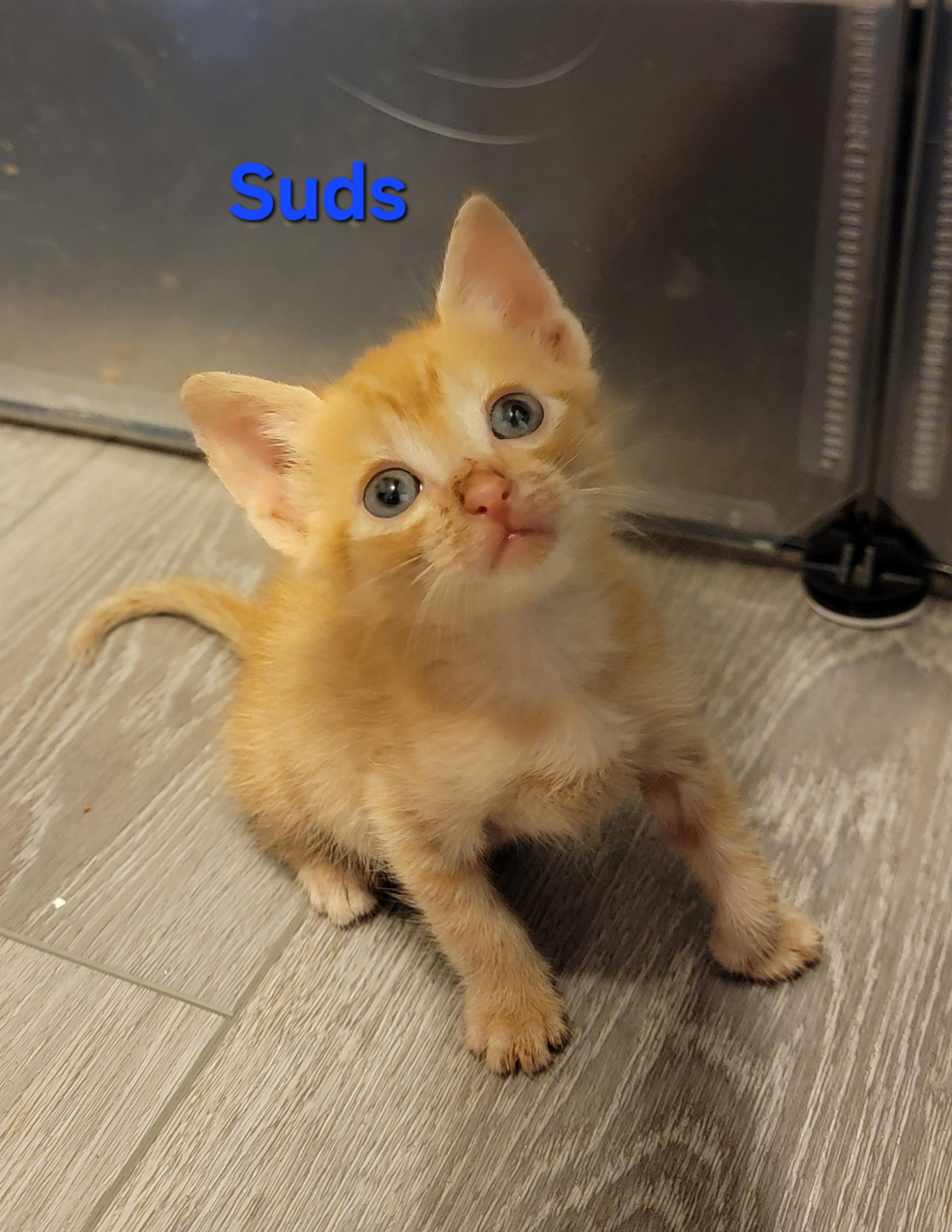 Suds, a Adopted American Shorthair in St Petersburg, FL image 2/3