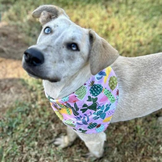 Jovee - blue-eyed girl!, a Adoptable mixed breed in Watertown, CT image 2/5