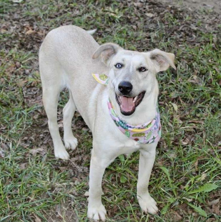 Jovee - blue-eyed girl!, a Adoptable mixed breed in Watertown, CT image 4/5