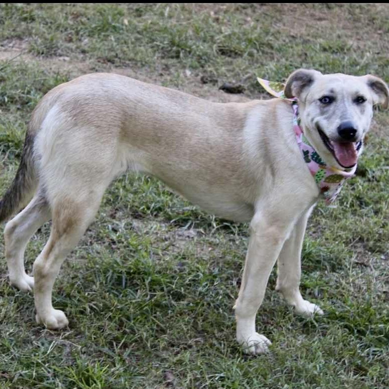 Jovee - blue-eyed girl!, a Adoptable mixed breed in Watertown, CT image 3/5