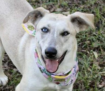Jovee - blue-eyed girl!, a Adoptable mixed breed in Watertown, CT image 5/5