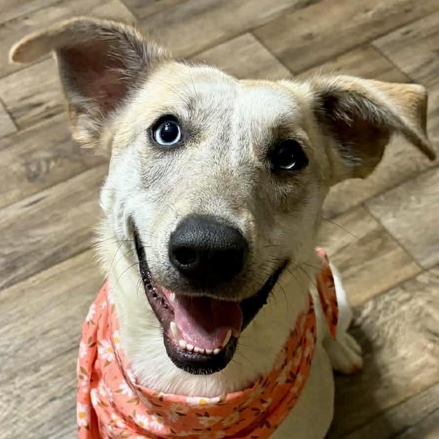 Jovee - watch video!, Adoptable, Young Female Husky & Yellow Labrador Retriever.