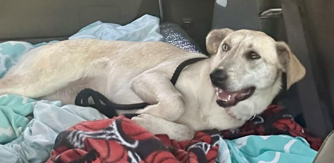 Enlarge Jovee , a Adoptable mixed breed in Watertown, CT image 2/6