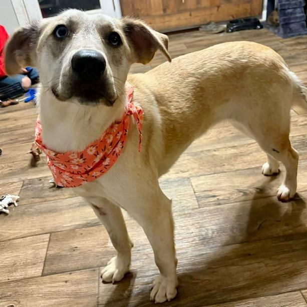 Enlarge Jovee  - watch video!, a Adoptable mixed breed in Watertown, CT image 5/6