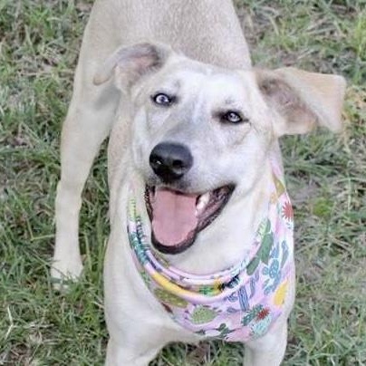 Jovee - blue-eyed girl!, a Adoptable mixed breed in Watertown, CT image 1/5