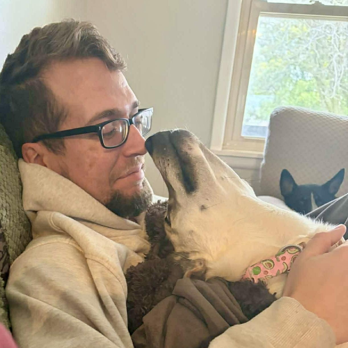 Enlarge Jovee , a Adoptable mixed breed in Watertown, CT image 1/6