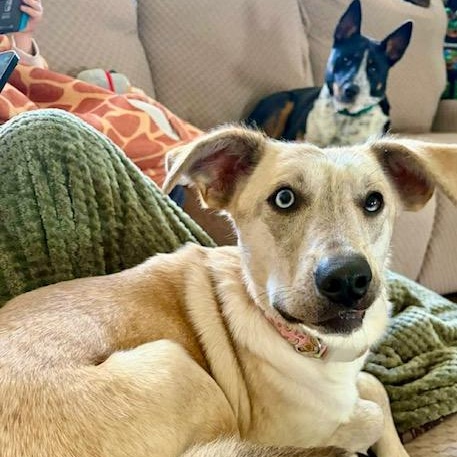 Enlarge Jovee  - watch video!, a Adoptable mixed breed in Watertown, CT image 2/6