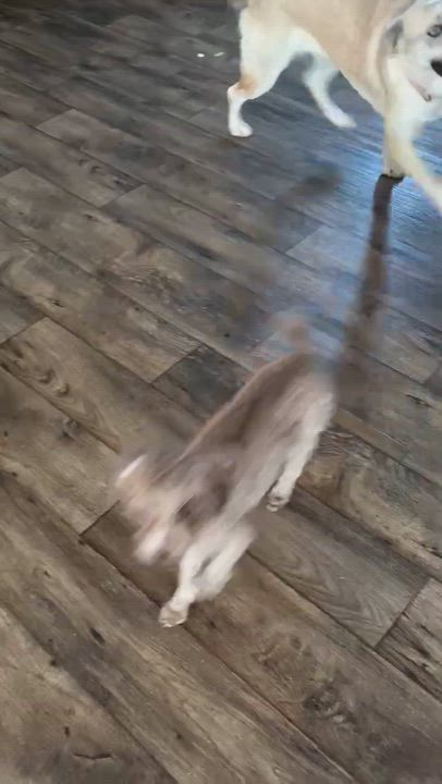 Enlarge Jovee  - watch video!, a Adoptable mixed breed in Watertown, CT video 6/6