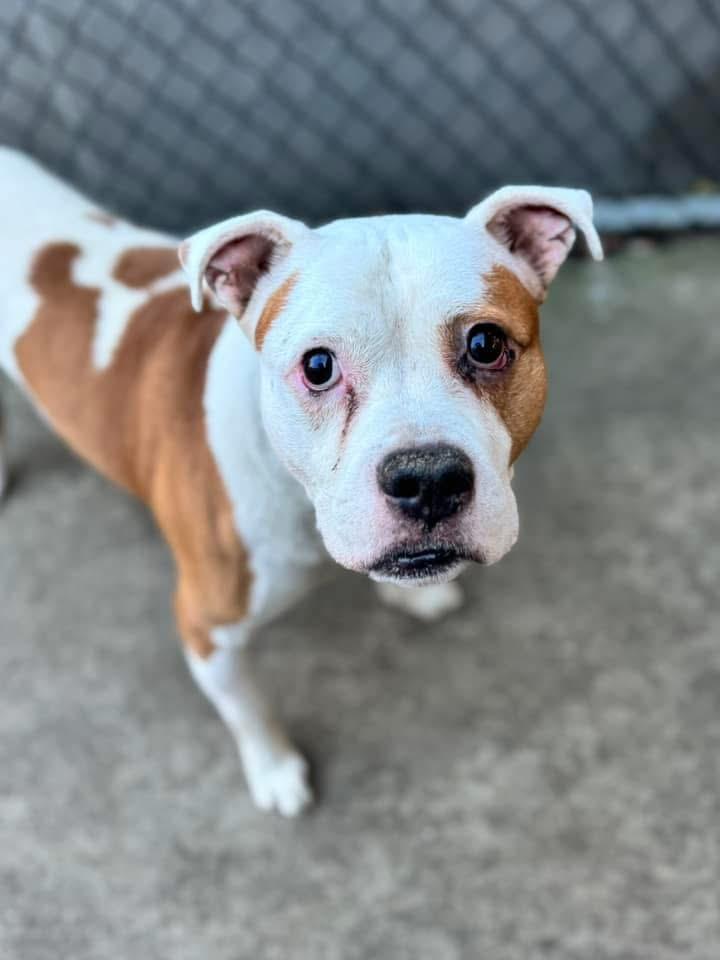 Enlarge Pops, a Adopted Pit Bull Terrier in Wheaton, IL image 1/6