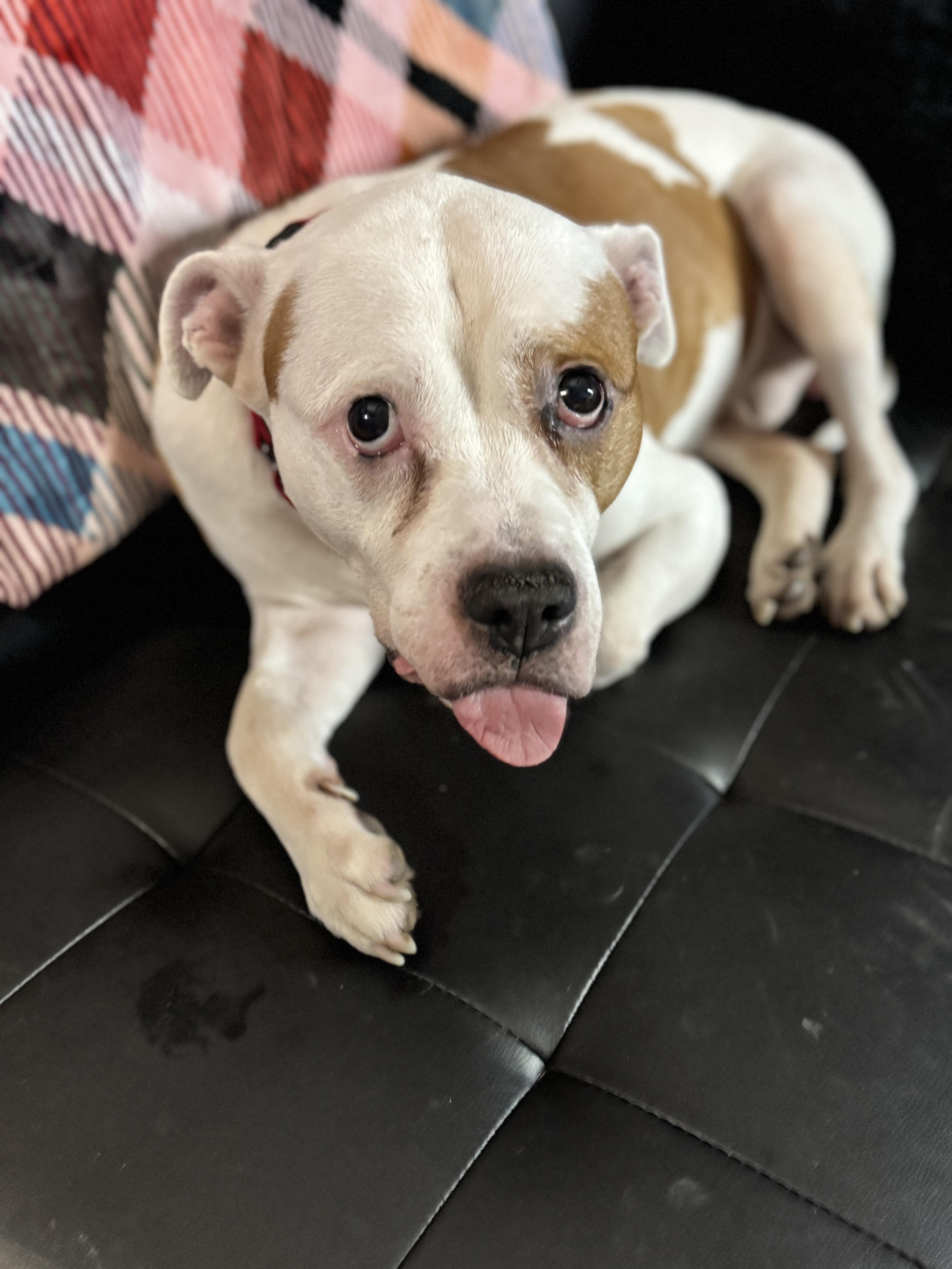 Enlarge Pops, a Adopted Pit Bull Terrier in Wheaton, IL image 2/6