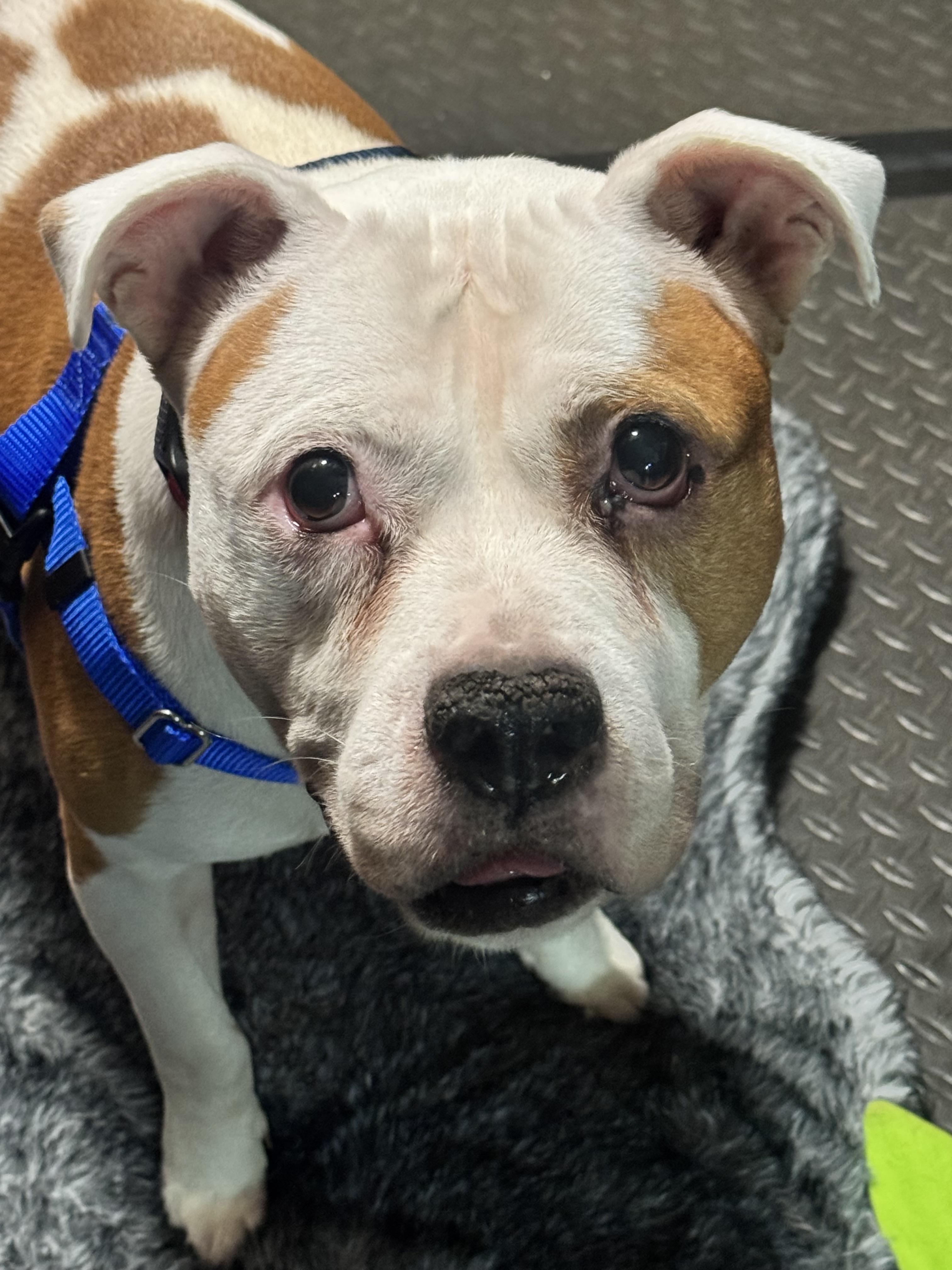 Enlarge Pops, a Adopted Pit Bull Terrier in Wheaton, IL image 3/6