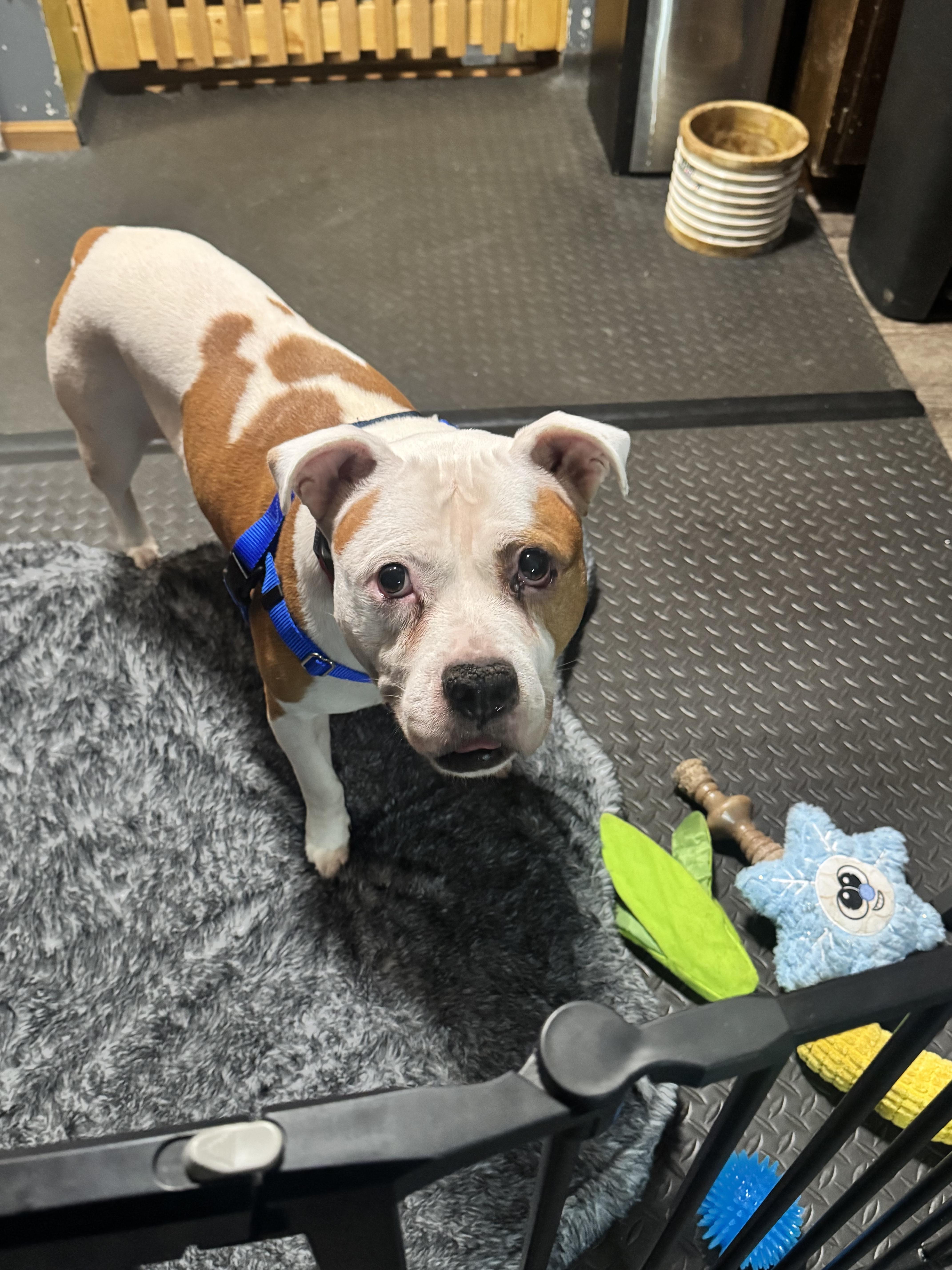 Enlarge Pops, a Adopted Pit Bull Terrier in Wheaton, IL image 4/6