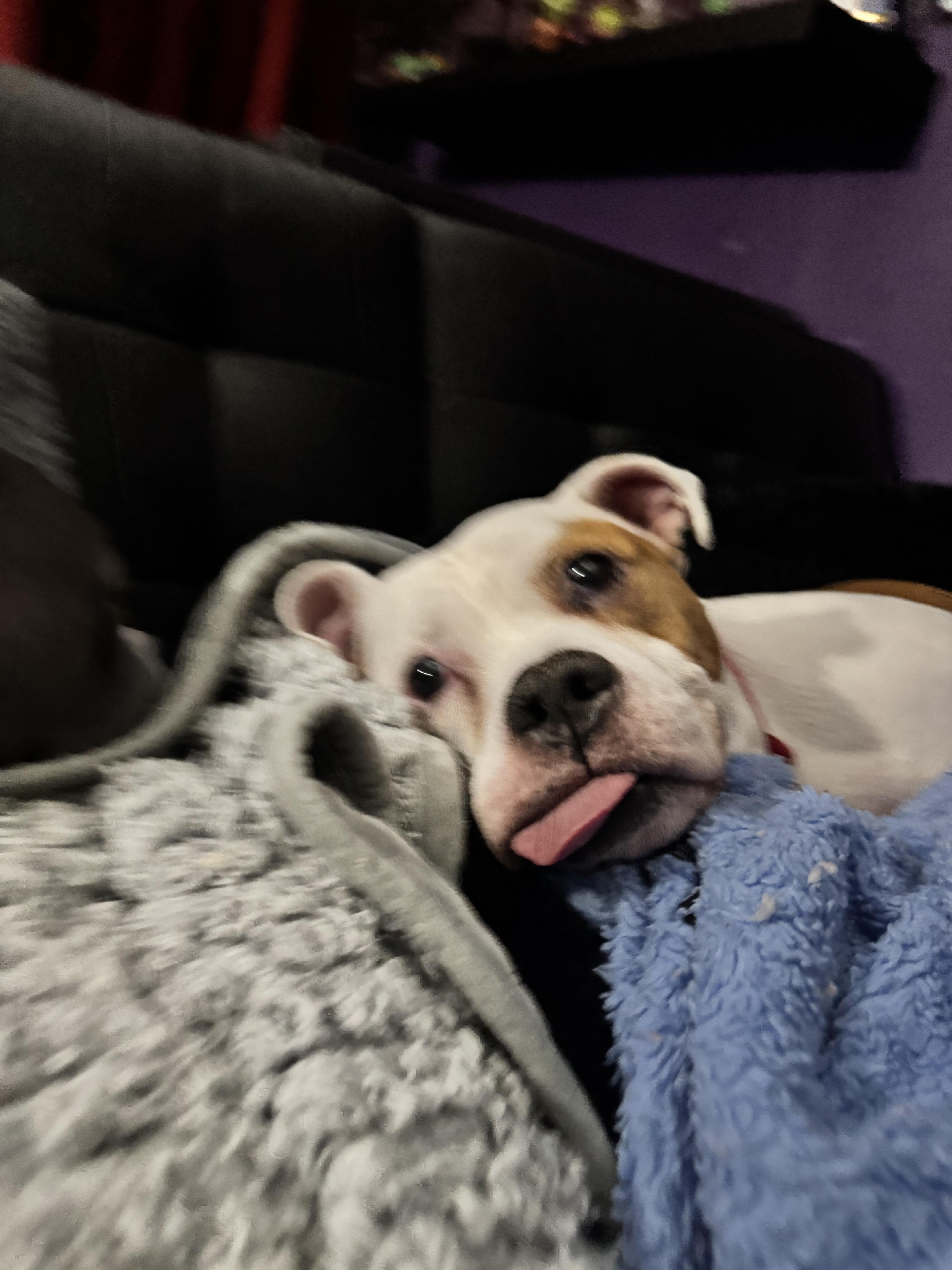 Enlarge Pops, a Adopted Pit Bull Terrier in Wheaton, IL image 5/6