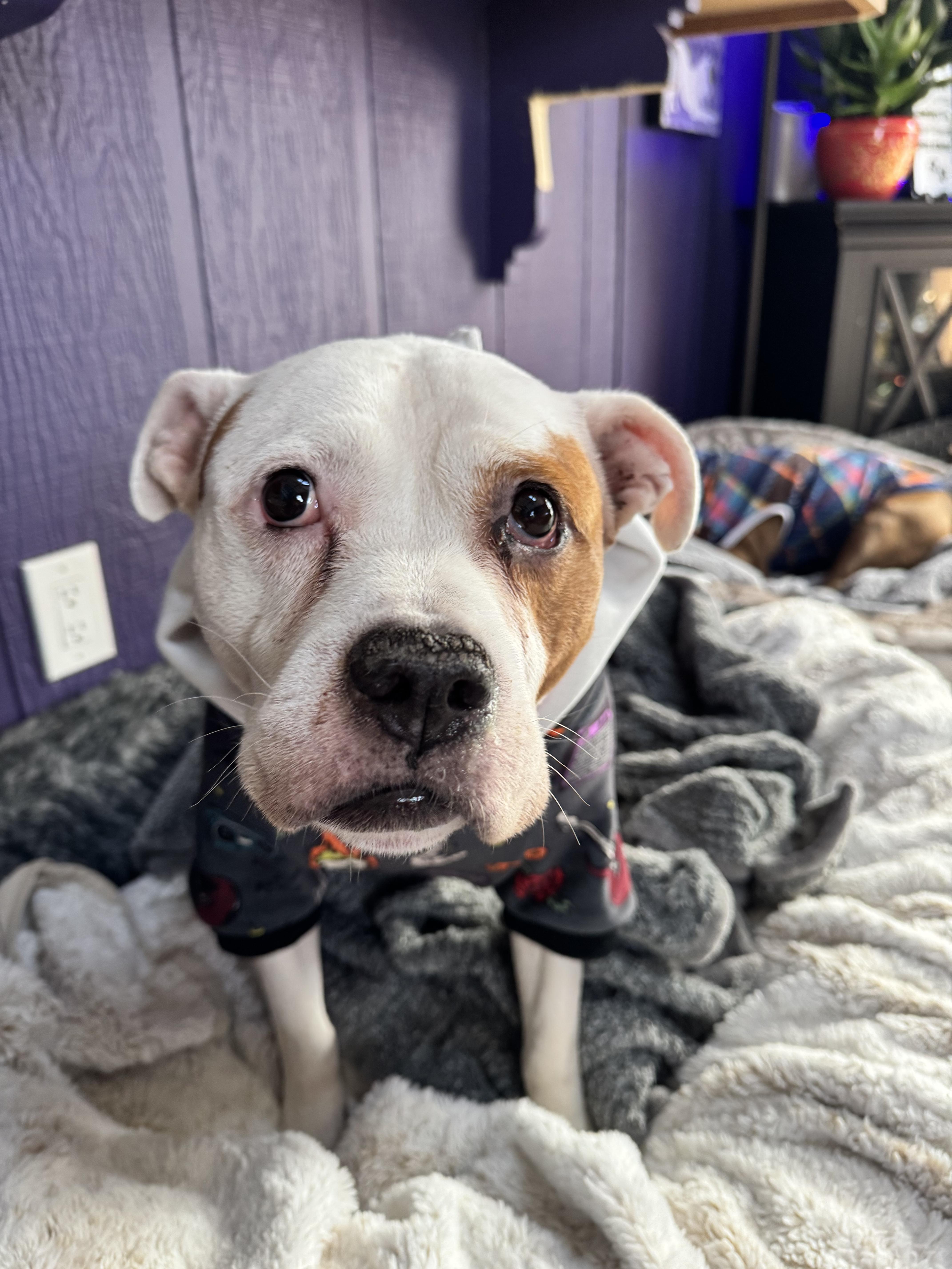 Enlarge Pops, a Adopted Pit Bull Terrier in Wheaton, IL image 6/6