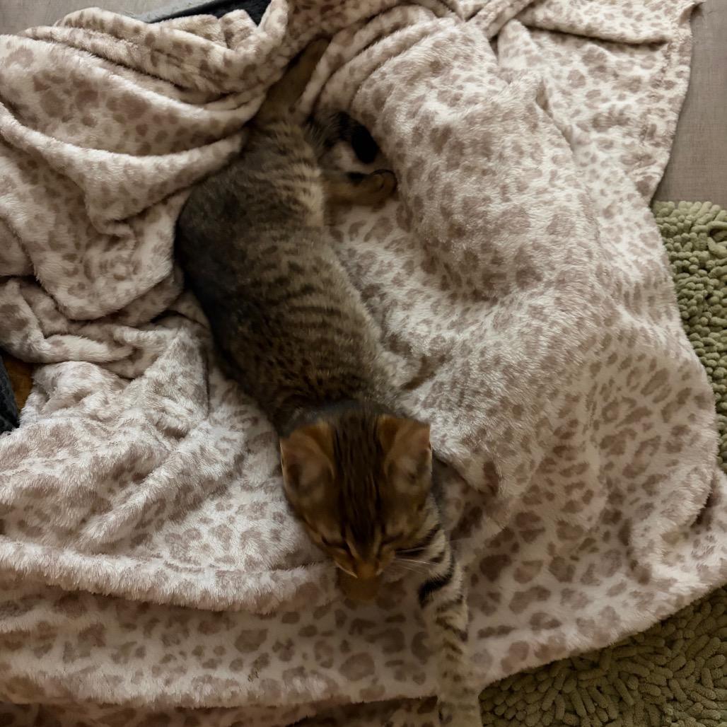 Enlarge Cheeta, a Adoptable Domestic Short Hair in League City, TX image 1/5