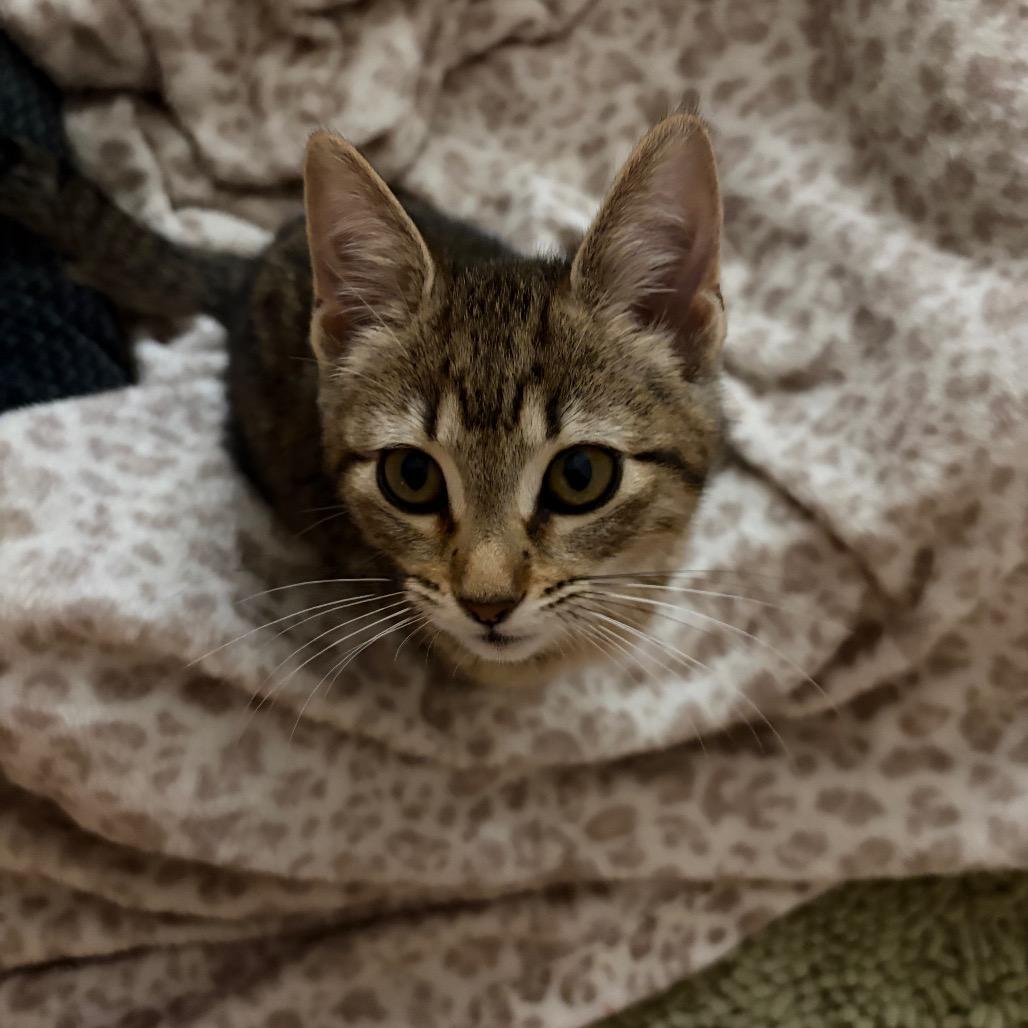 Enlarge Cheeta, a Adoptable Domestic Short Hair in League City, TX image 2/5