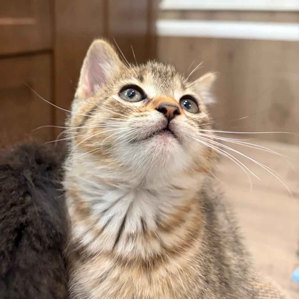 Enlarge Cheeta, a Adoptable Domestic Short Hair in League City, TX image 3/5