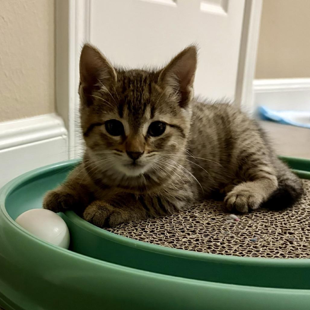 Enlarge Cheeta, a Adoptable Domestic Short Hair in League City, TX image 4/5