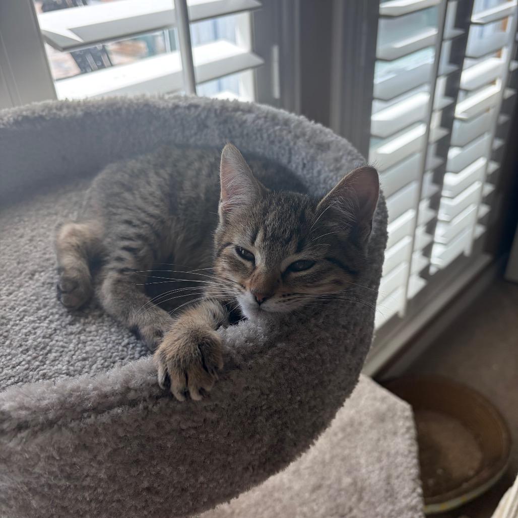 Enlarge Cheeta, a Adoptable Domestic Short Hair in League City, TX image 5/5