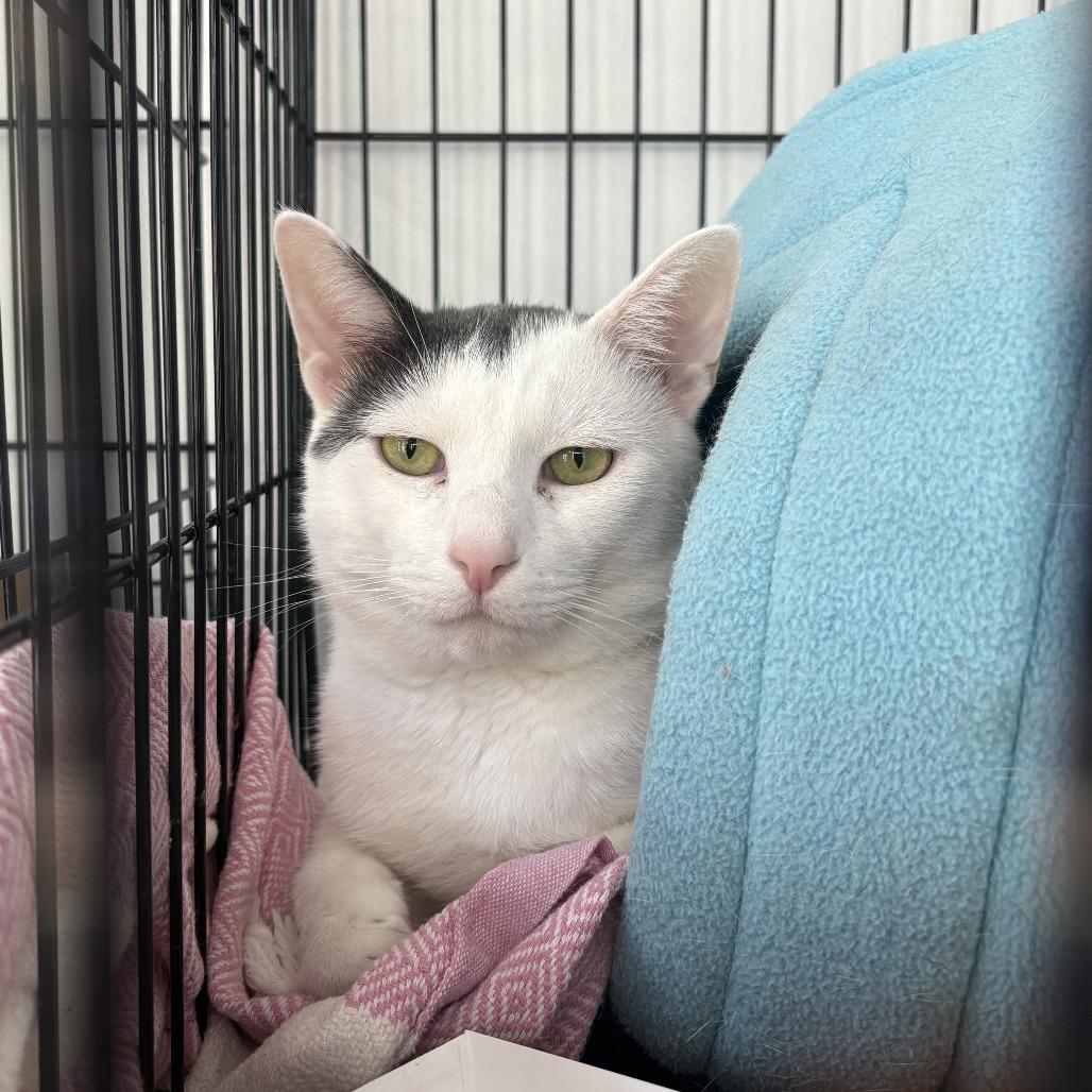 Enlarge Clay, a Adoptable Domestic Short Hair in New York, NY image 1/6
