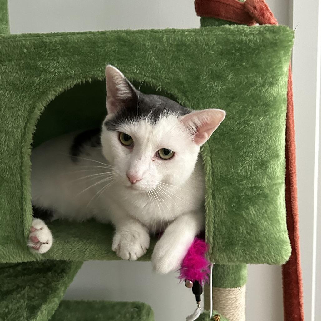 Enlarge Clay, a Adoptable Domestic Short Hair in New York, NY image 2/6