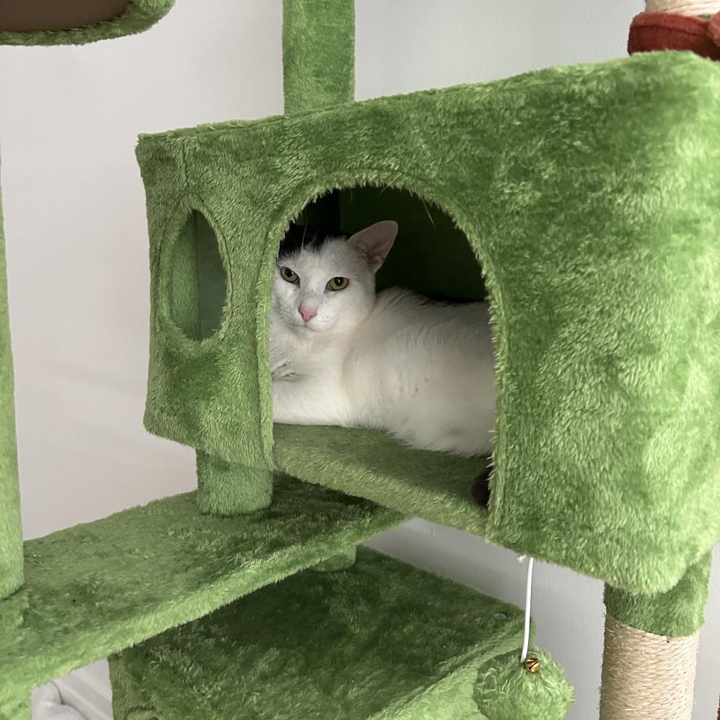 Enlarge Clay, a Adoptable Domestic Short Hair in New York, NY image 3/6