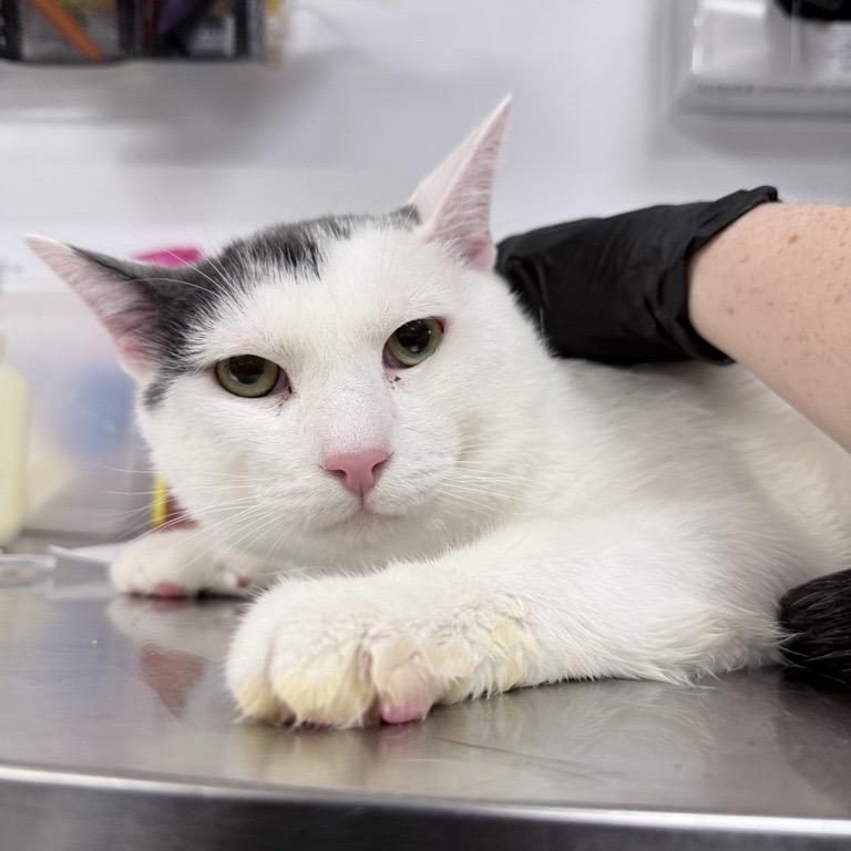 Enlarge Clay, a Adoptable Domestic Short Hair in New York, NY image 4/6