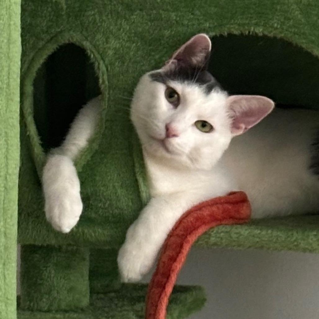 Enlarge Clay, a Adoptable Domestic Short Hair in New York, NY image 5/6