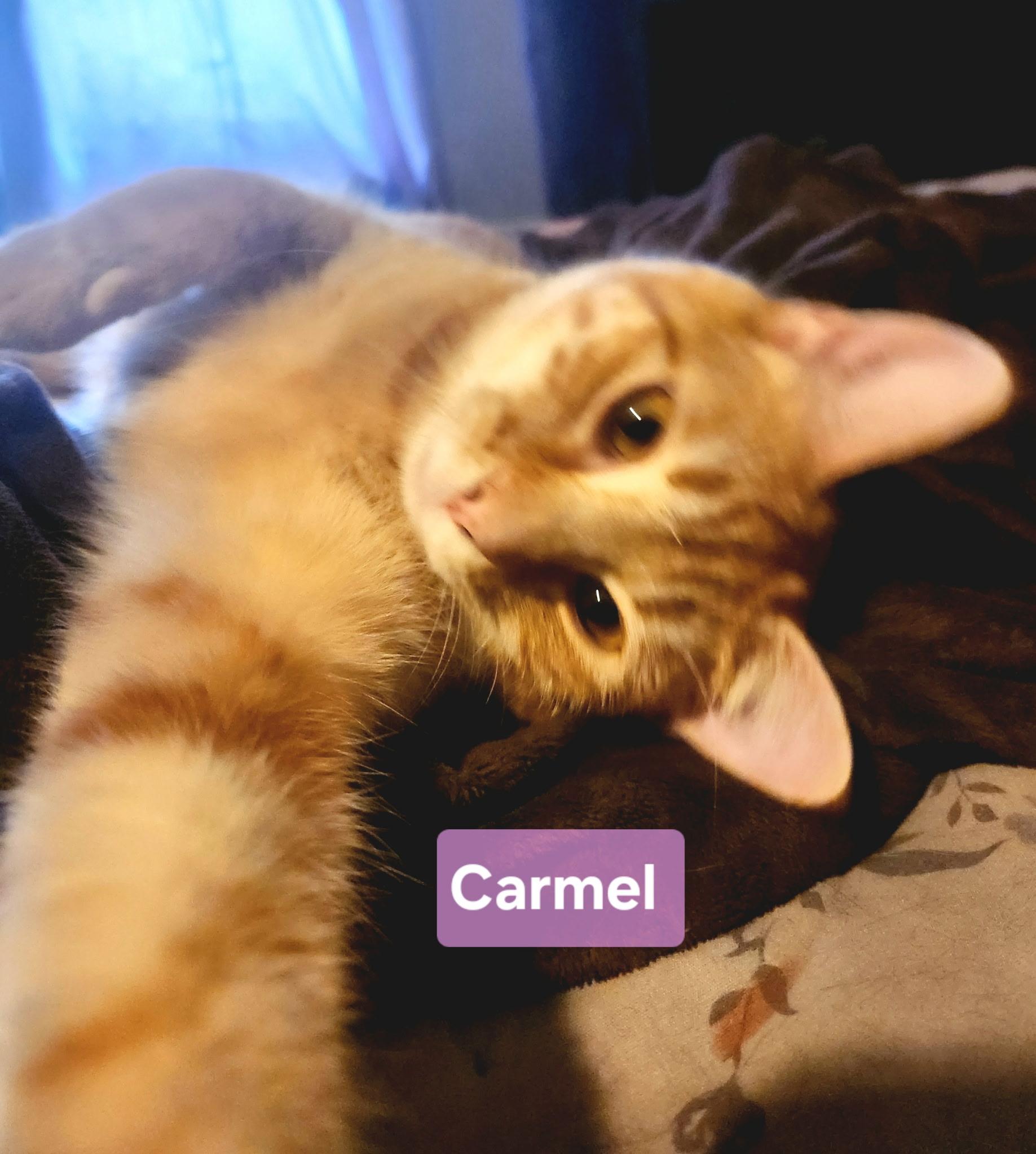 Carmel, Adult Female Domestic Short Hair